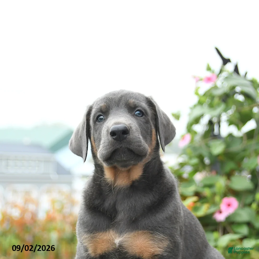 Mixed Breed dogs for sale: Fern - Ad 5