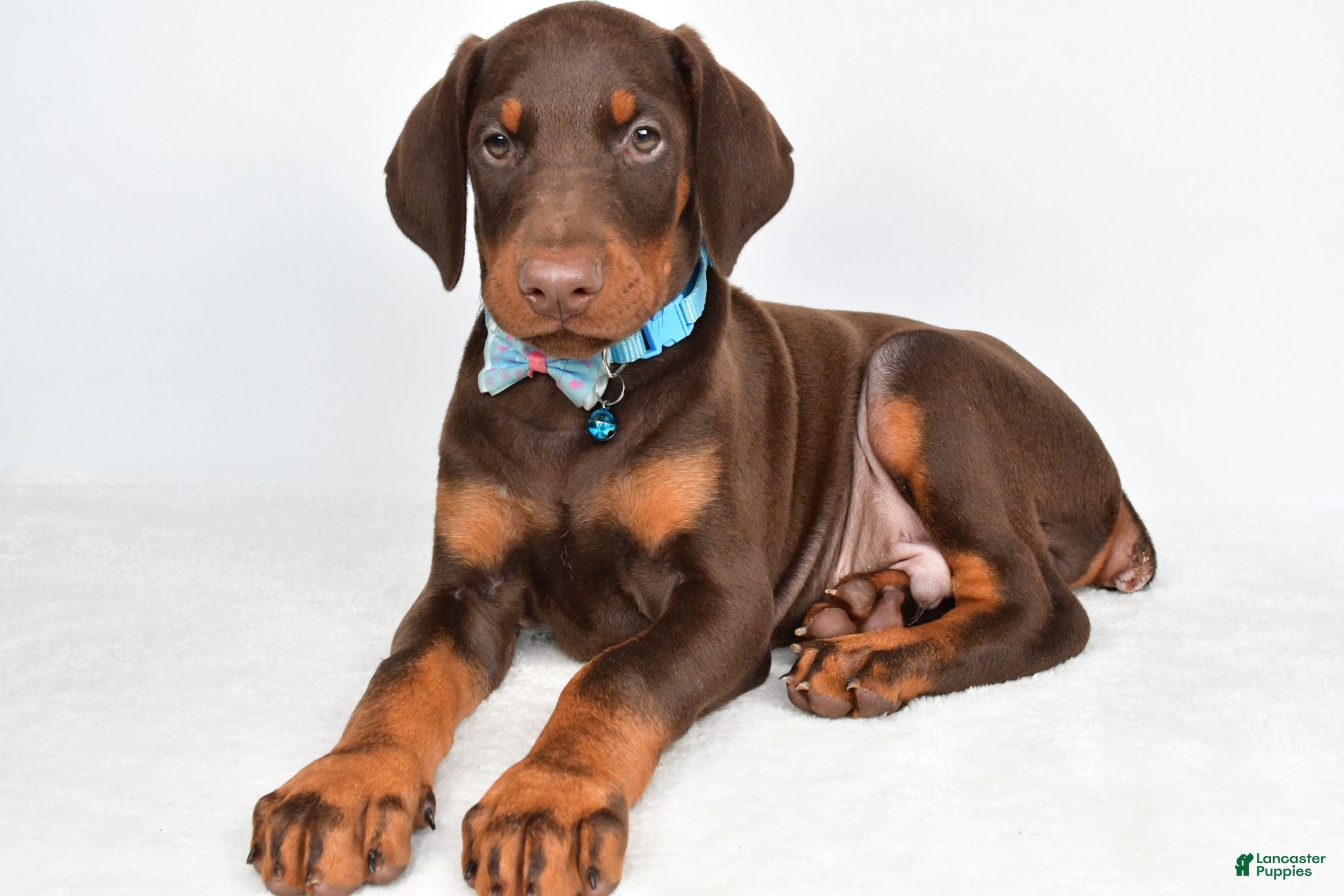 Doberman Pinscher dogs Hal - Ad 1