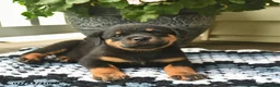 Rottweiler dogs for sale: Marmalade - Ad 3
