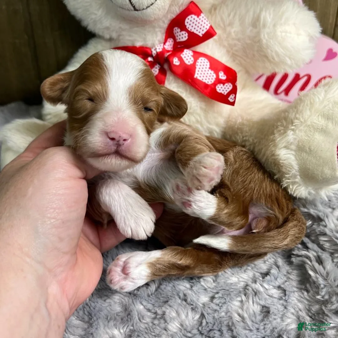 Mini Goldendoodle dogs for sale: Goldendoodle Puppy 2 - Ad 2