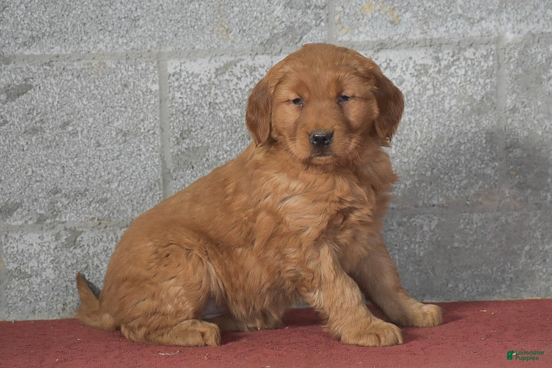 Golden Retriever dogs for sale: Deanna - Ad 2