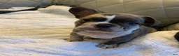 French Bulldog dogs for sale: French Bulldog 4 - Ad 2