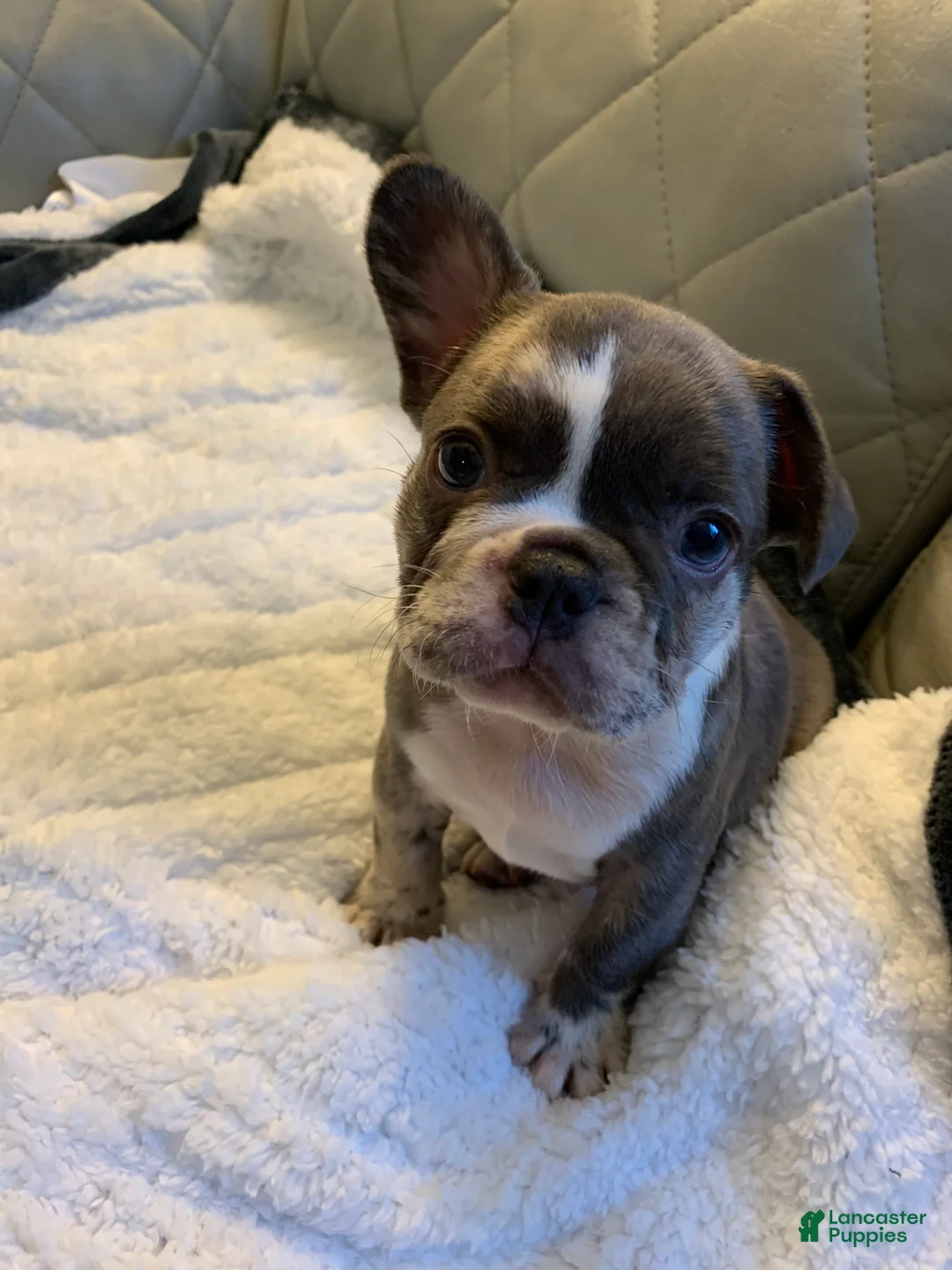French Bulldog dogs for sale: French Bulldog 4 - Ad 2