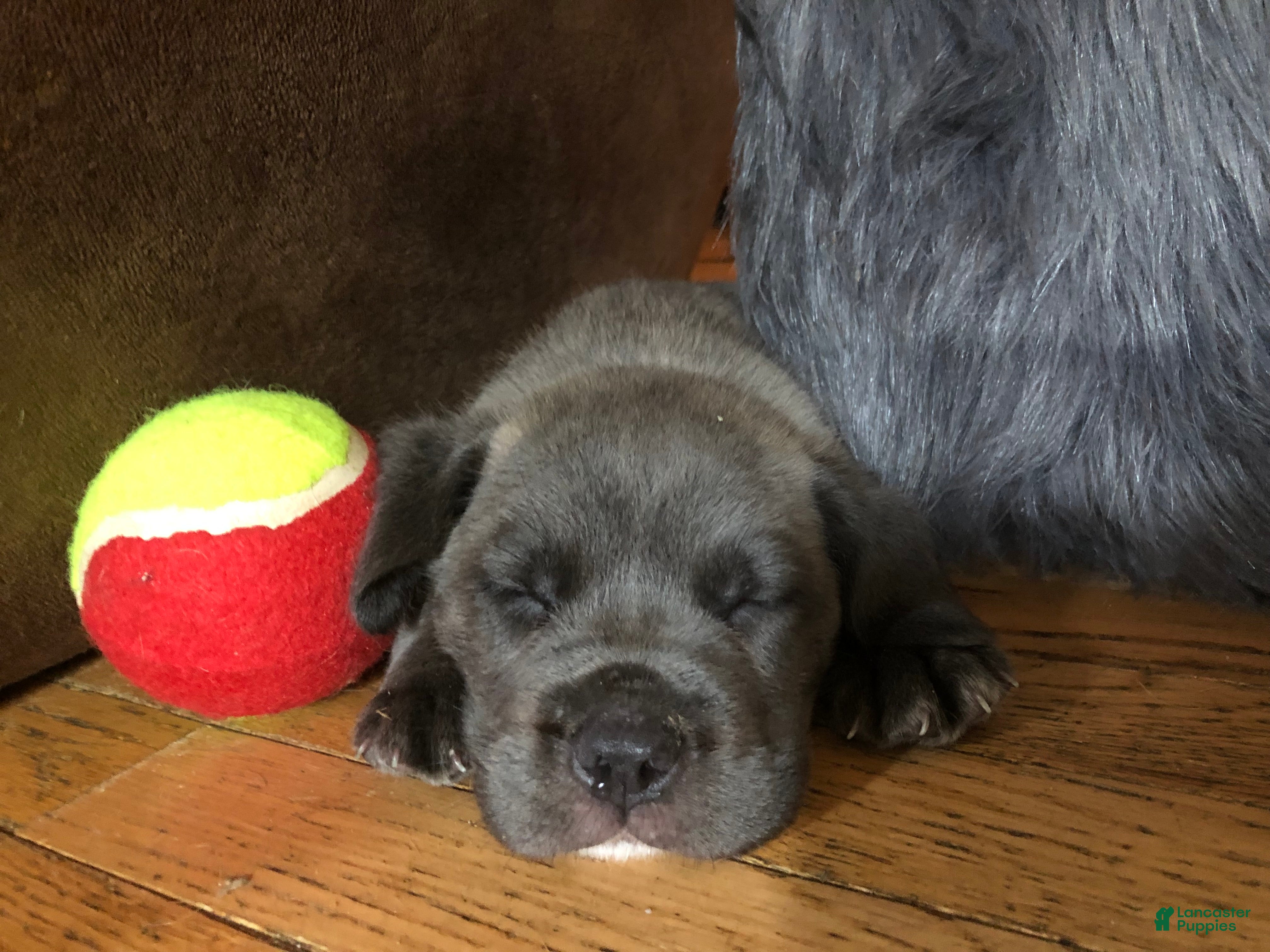 Cane Corso dogs Cane Corso 1 - Ad 1