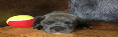 Cane Corso 1