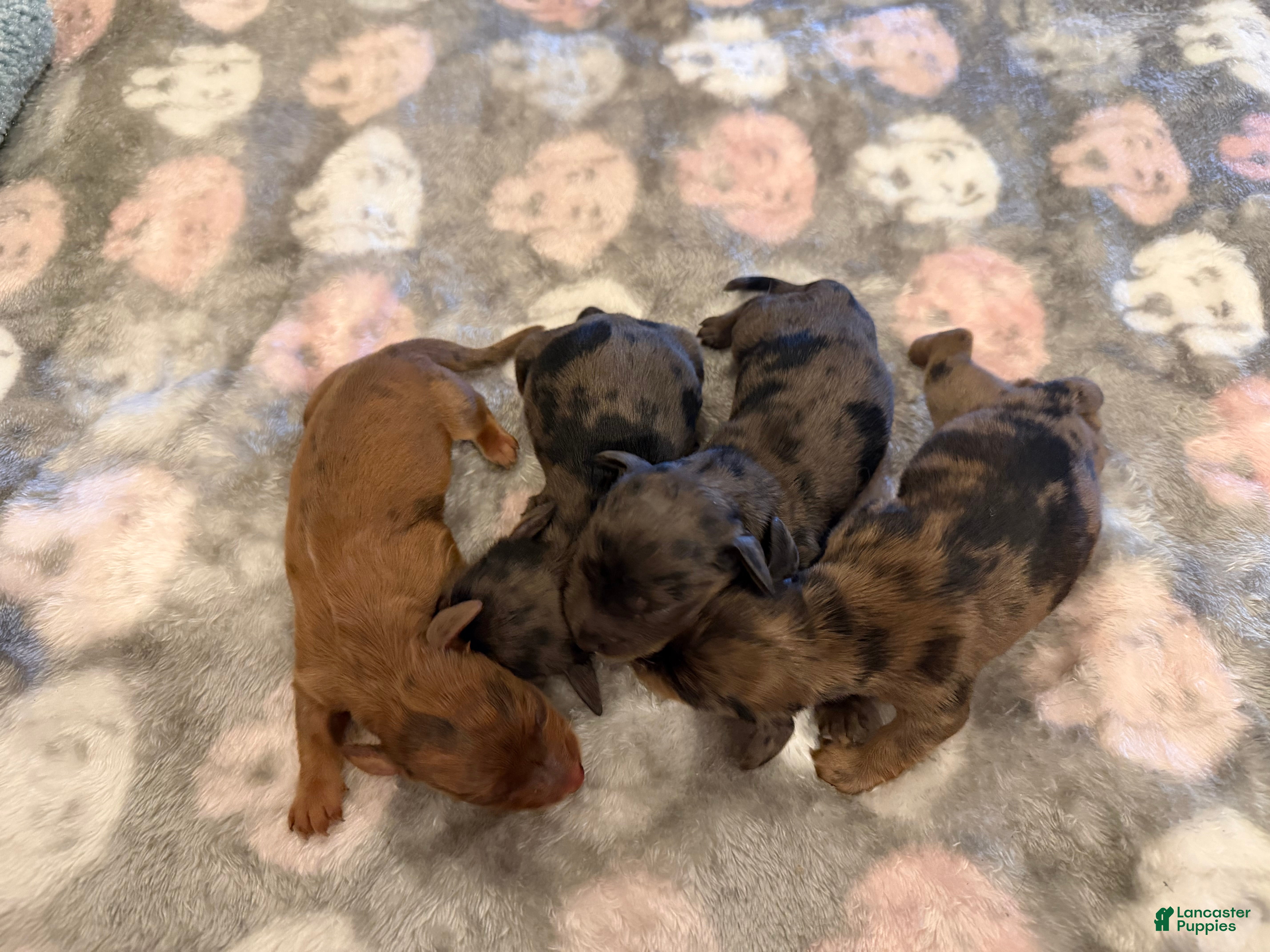 Miniature Dachshund dogs Red dappleBoy - Ad 25