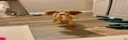 Miniature Poodle dogs for sale: Miniature Poodle 1 - Ad 1