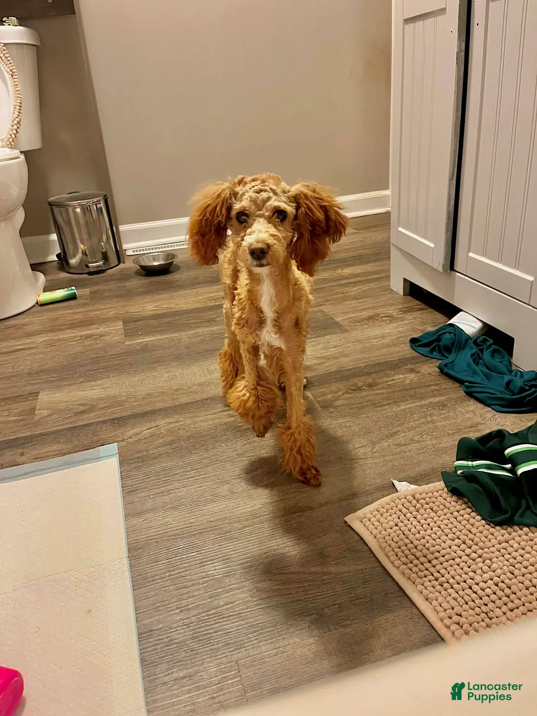 Miniature Poodle dogs for sale: Miniature Poodle 1 - Ad 1