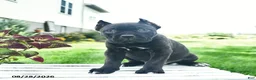 Cane Corso dogs for sale: Diamond  - Ad 5