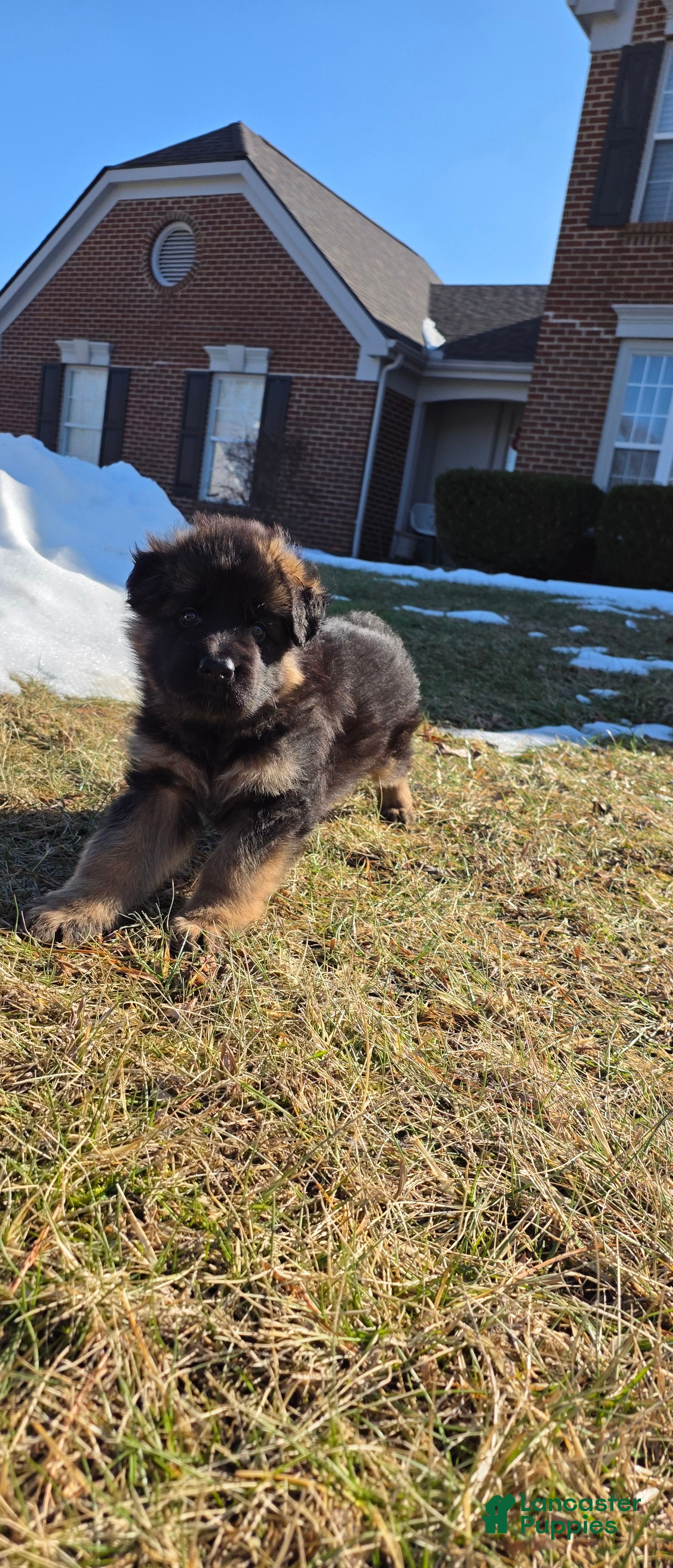 German Shepherd dogs Dolly  - Ad 36