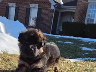 German Shepherd dogs Dolly - Ad 36