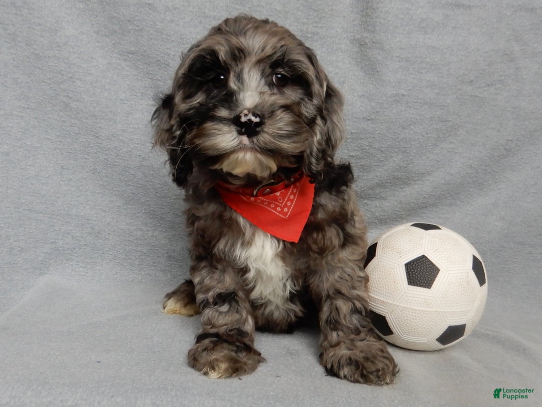Cockapoo dogs for sale: Bentley - Ad 7