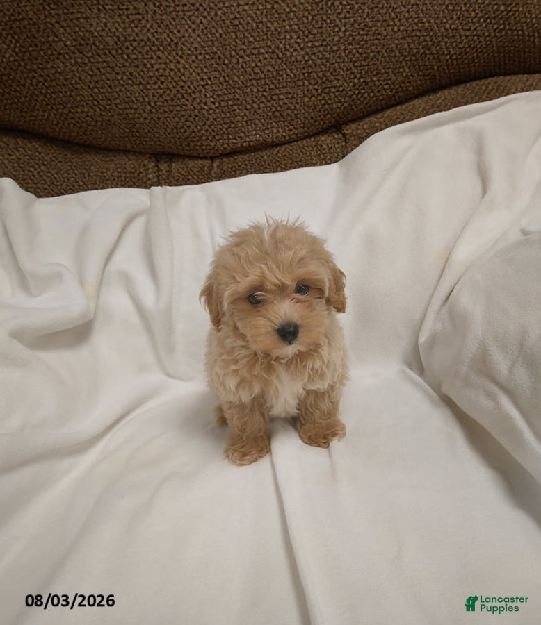 Maltipoo dogs Dan - Ad 1