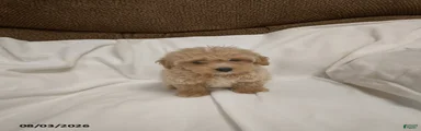 Dan