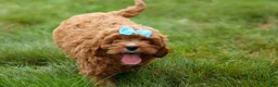 Cavapoo dogs for sale: Kody 🐶 - Ad 15