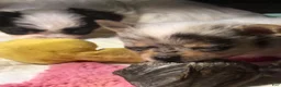 Chihuahua dogs for sale: AKC,Apple head spike,blue & white Merle  - Ad 11