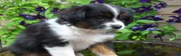 Miniature Australian Shepherd dogs for sale: Mabel - Ad 3