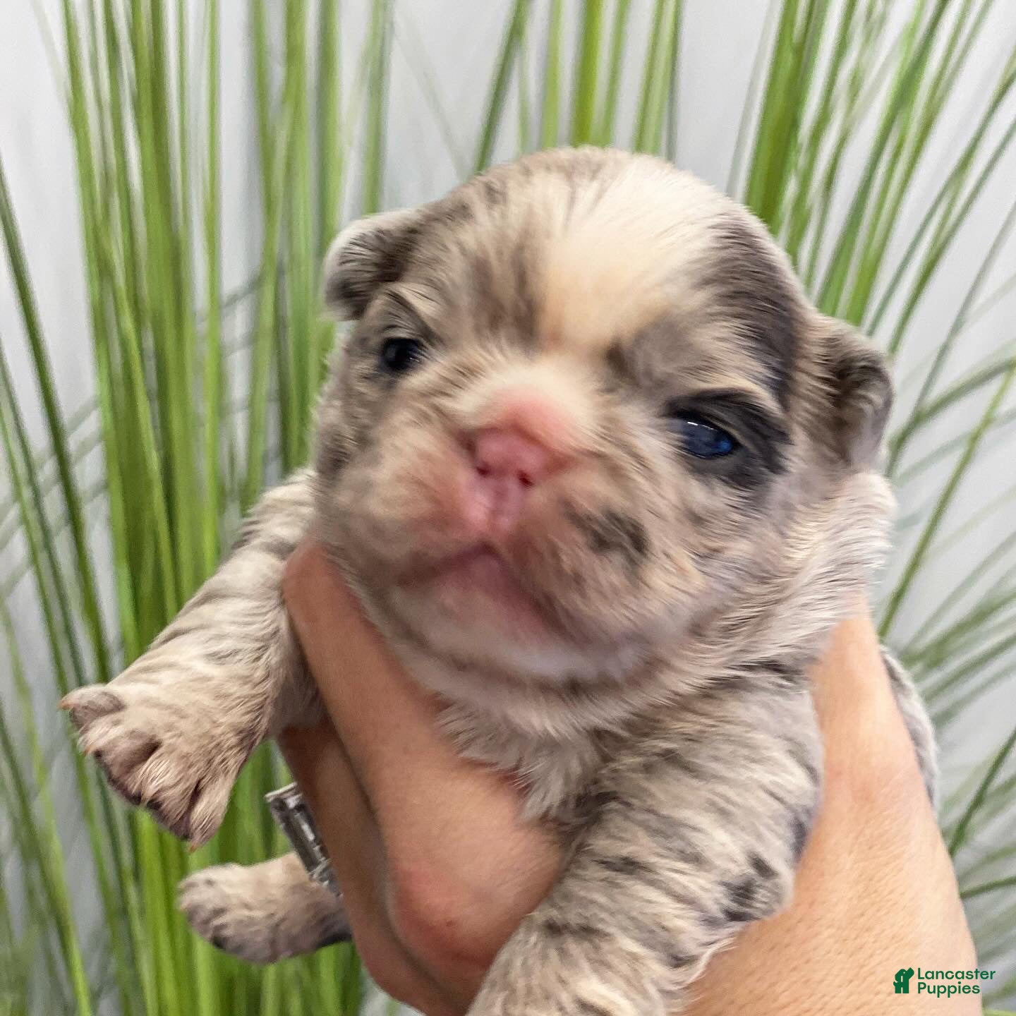 French Bulldog dogs Flora - Ad 38