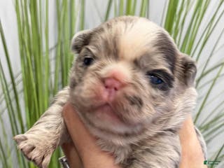 French Bulldog dogs Flora - Ad 16