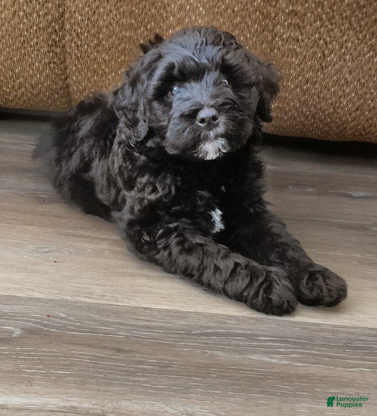 Mini Goldendoodle dogs Mountain Goldendoodle - Marshall - Ad 1