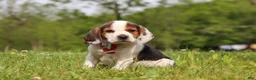Beagle dogs for sale: Ranger - Ad 3