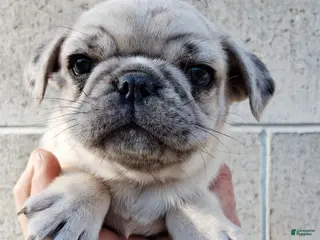 Pug dogs for sale: Camo - Ad 3