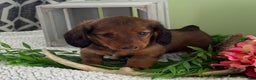 Miniature Dachshund dogs for sale: Juniper - Ad 4