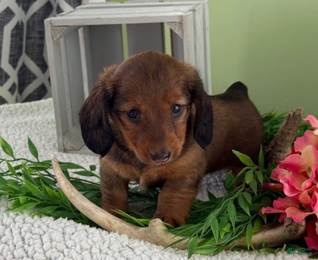 Miniature Dachshund dogs for sale: Juniper - Ad 4