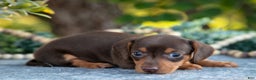 Miniature Dachshund dogs for sale: Bitsy - Ad 3