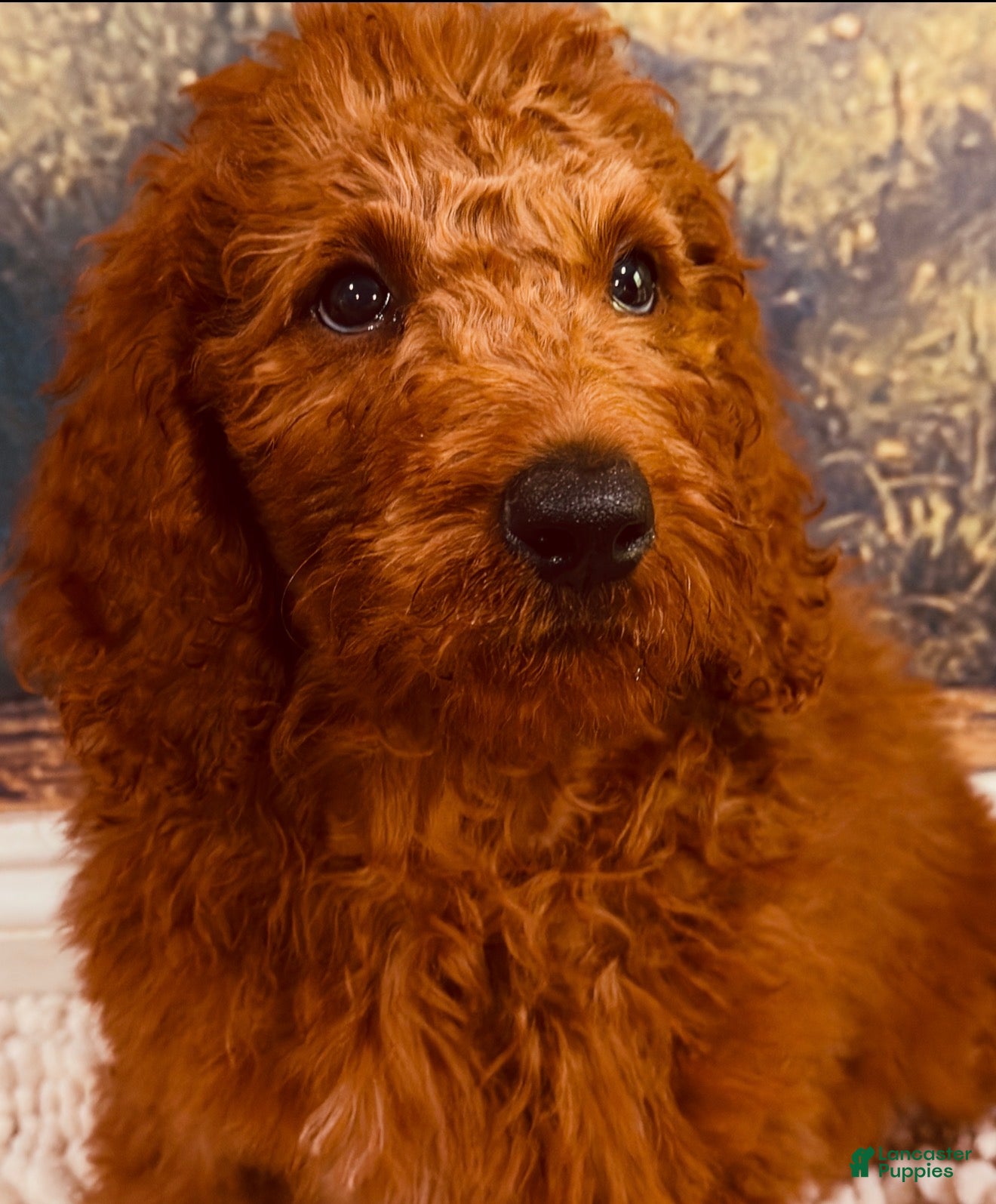 Goldendoodle dogs 🩵 Mr. Sky Blue - Ad 1