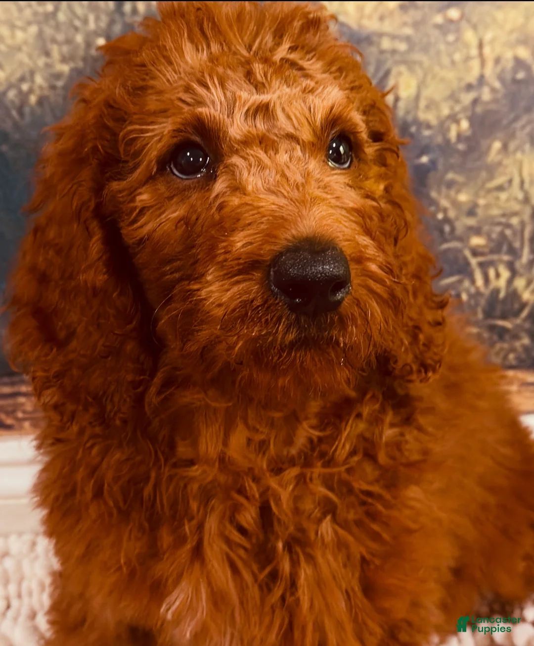 Goldendoodle dogs for sale: 🩵 Mr. Sky Blue - Ad 2
