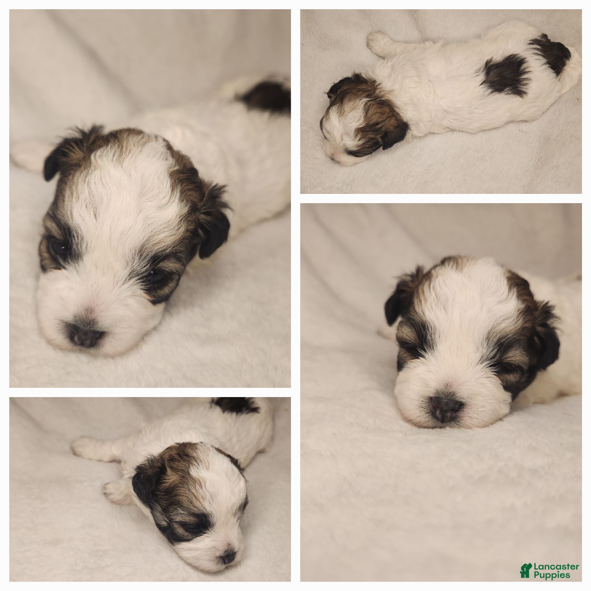 Shihpoo dogs Shihpoo 6 - Ad 6