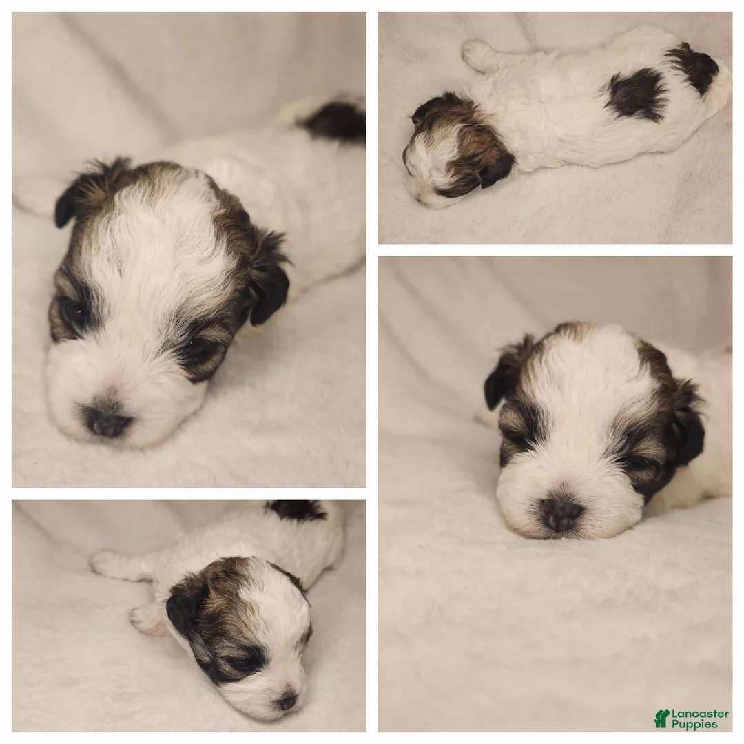 Shihpoo dogs for sale: Shihpoo 6 - Ad 1