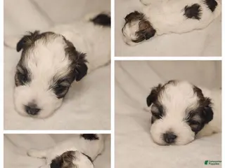 Shihpoo dogs Shihpoo 6 - Ad 6