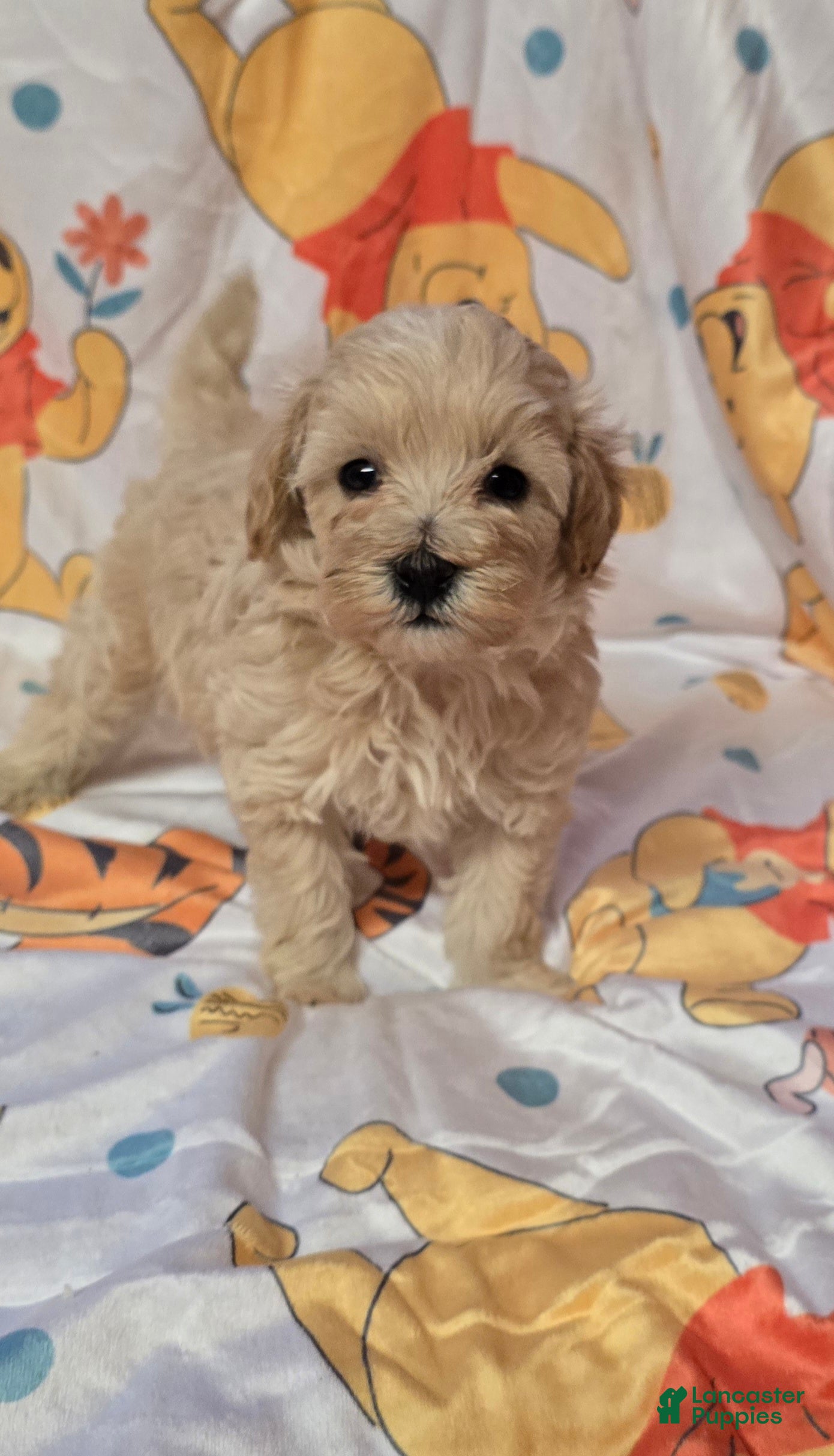 Maltipoo dogs Titan - Ad 21