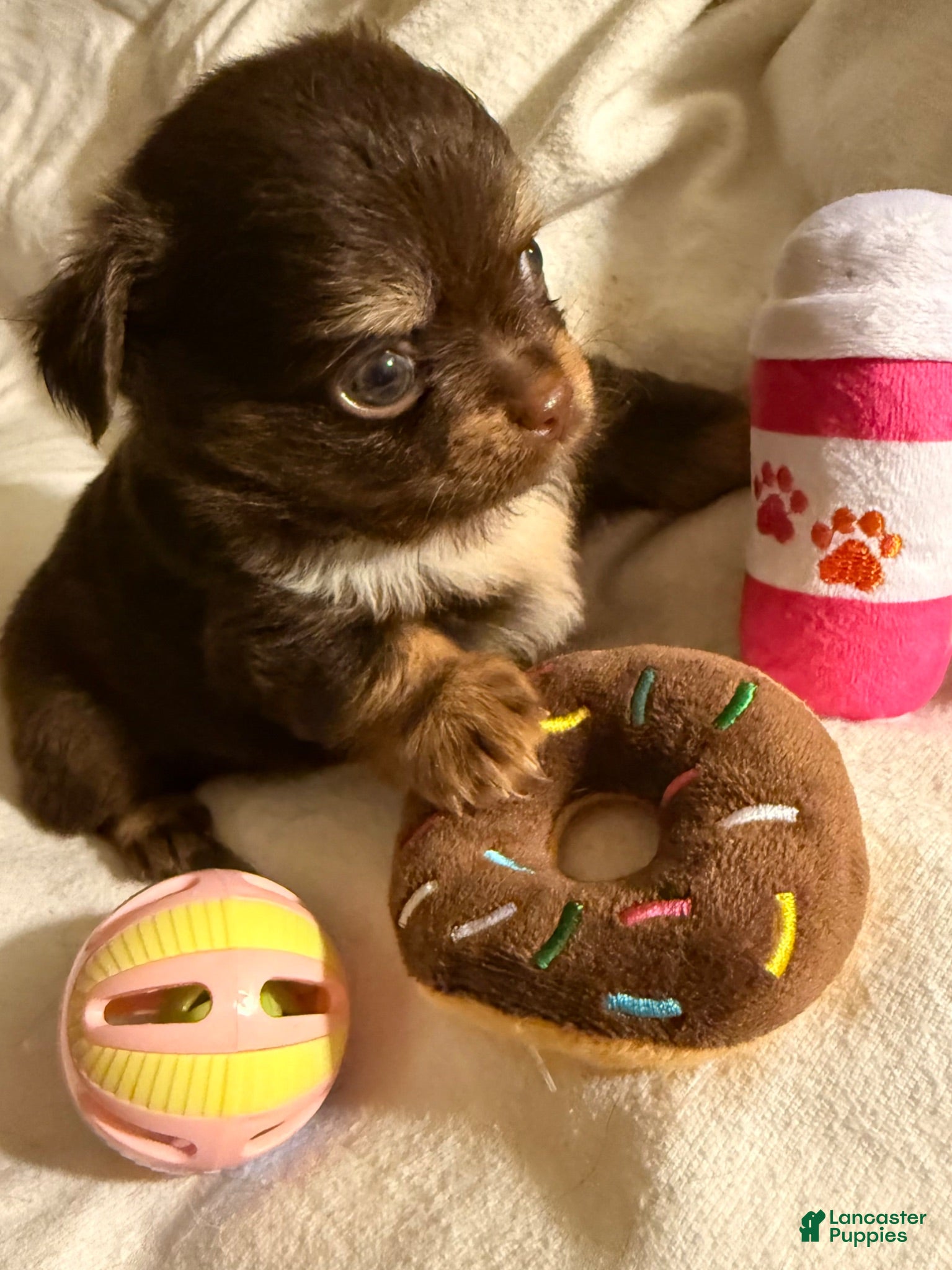 Chihuahua dogs AKC Baby face Archie ,chocolate tri color  - Ad 2