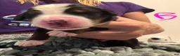 Bernese Mountain Dog dogs for sale: Pink - Ad 2