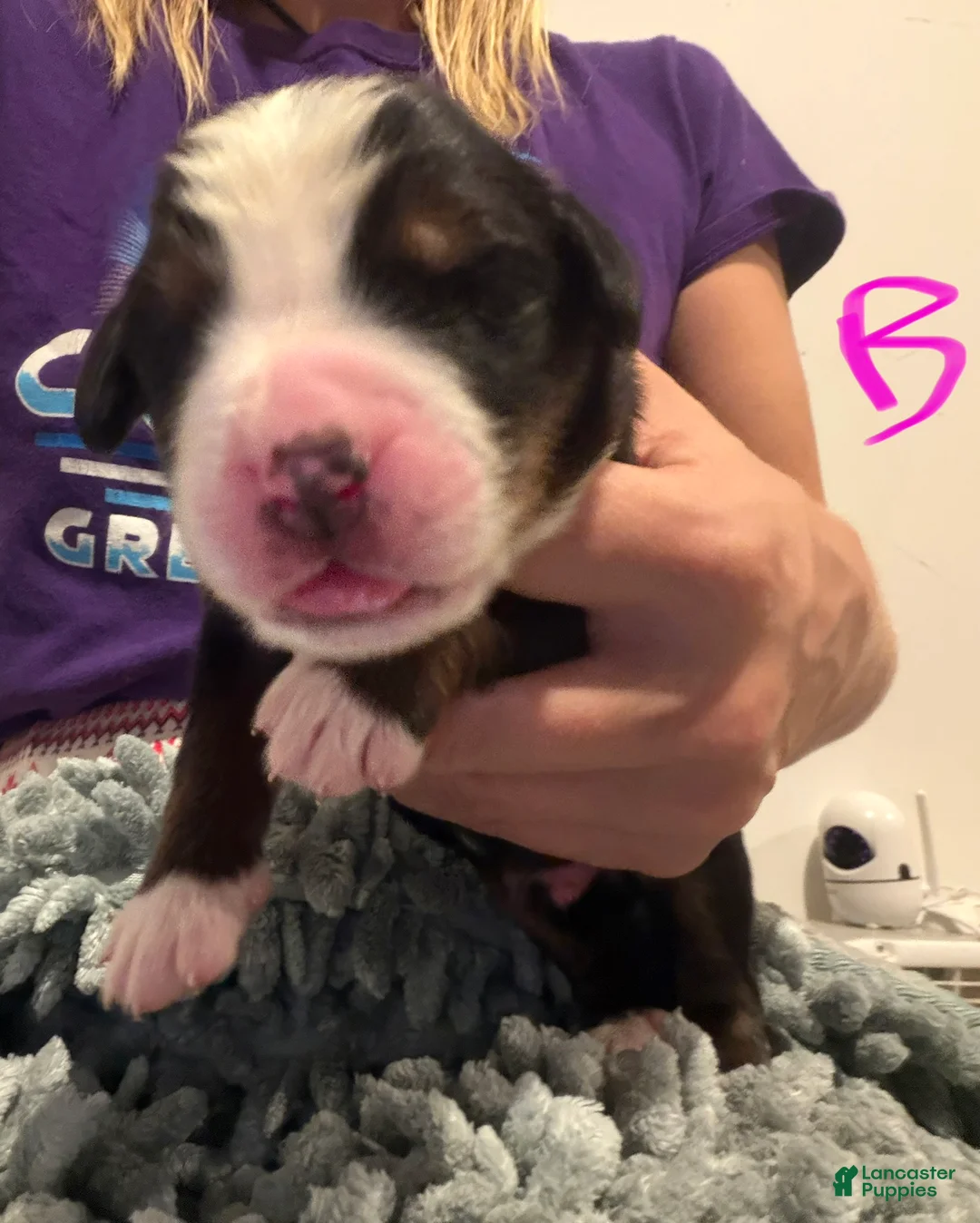 Bernese Mountain Dog dogs for sale: Pink - Ad 2