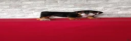 Beabull dogs for sale: Ellie - Ad 6