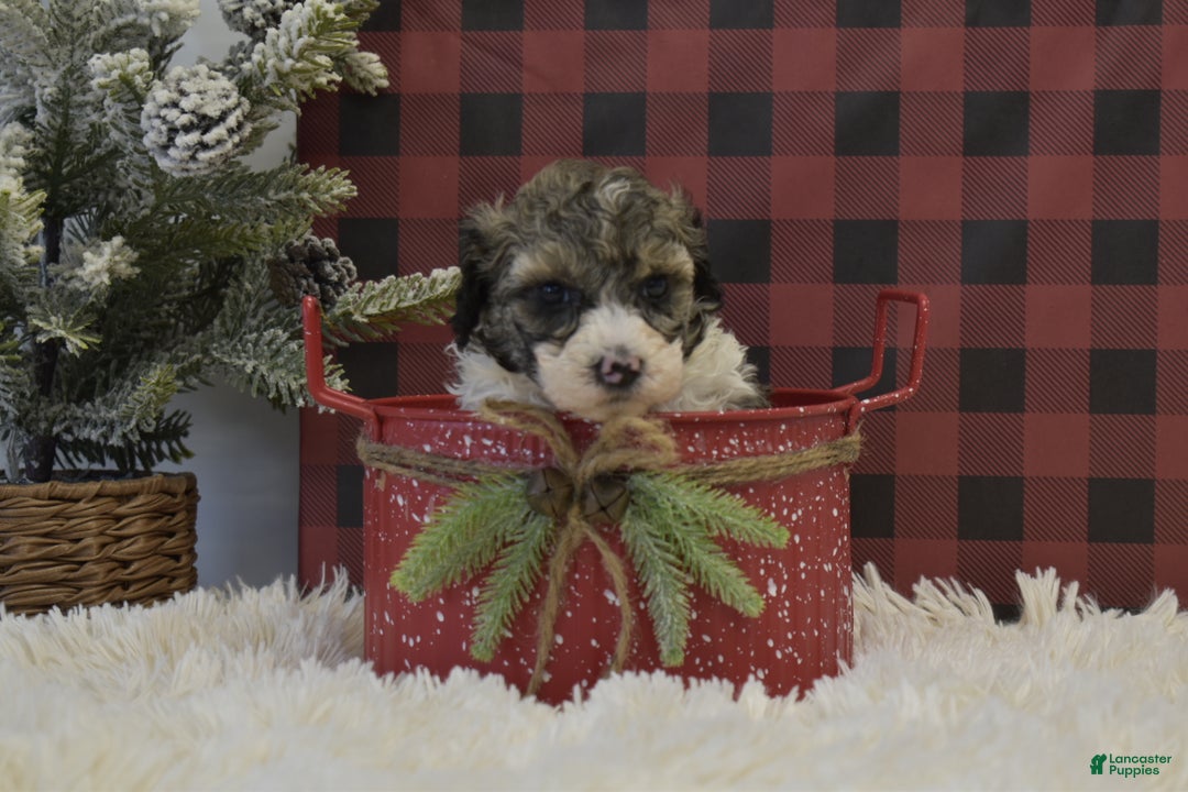 Miniature Poodle dogs for sale: Maverik - Ad 2