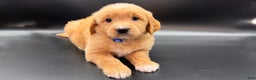 Mini Goldendoodle dogs for sale: Loki F one - Ad 2