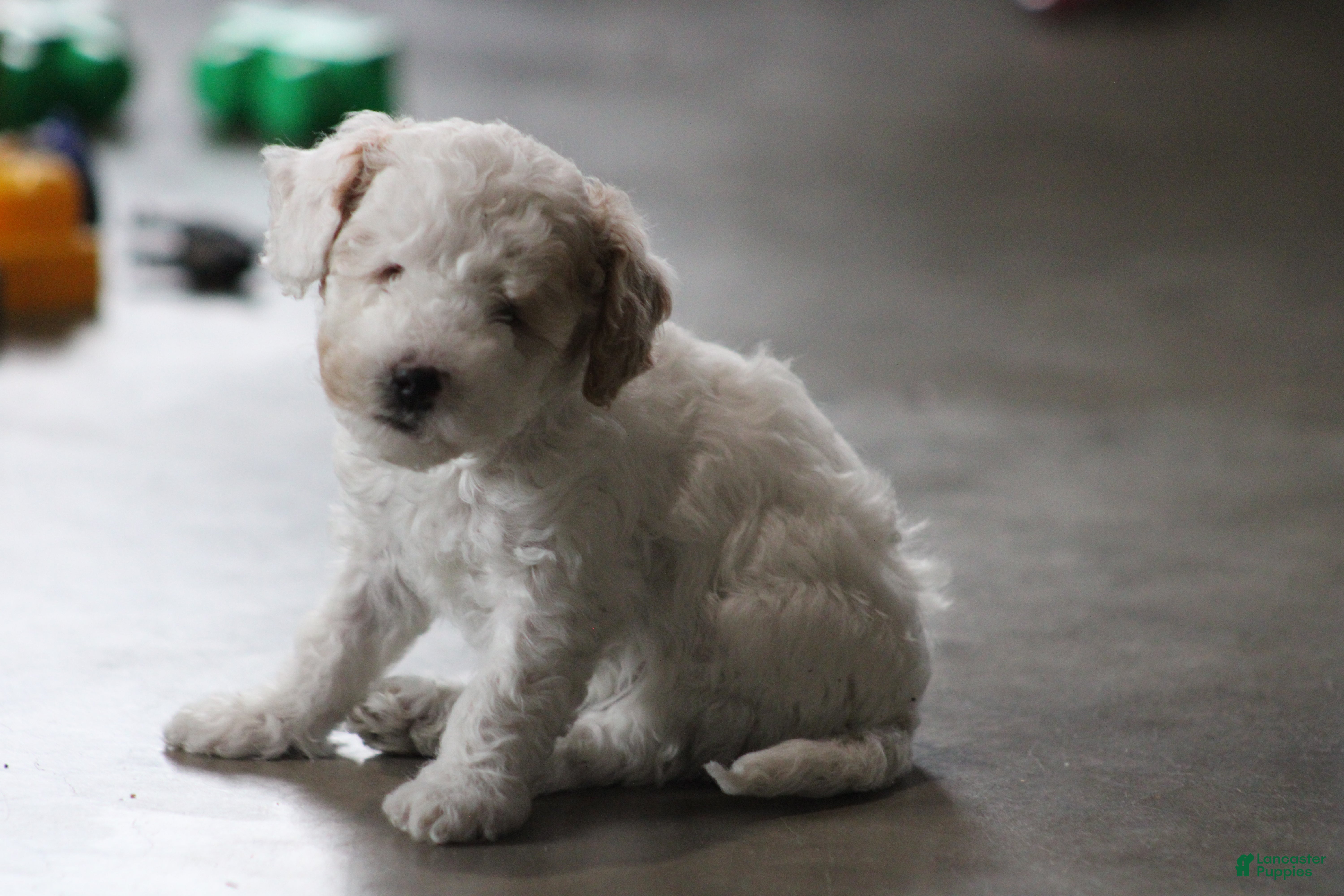 Cavapoo dogs Darla (Special Needs) - Ad 36