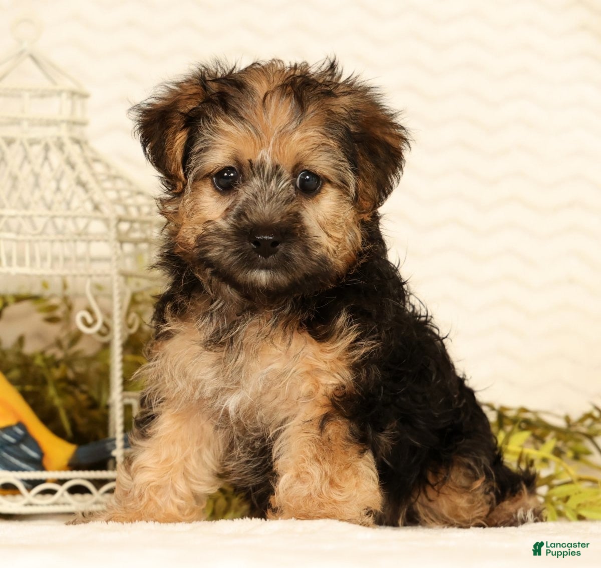Yorkiepoo dogs Rio - Ad 1