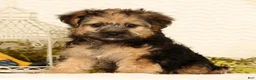 Yorkiepoo dogs for sale: Rio - Ad 3