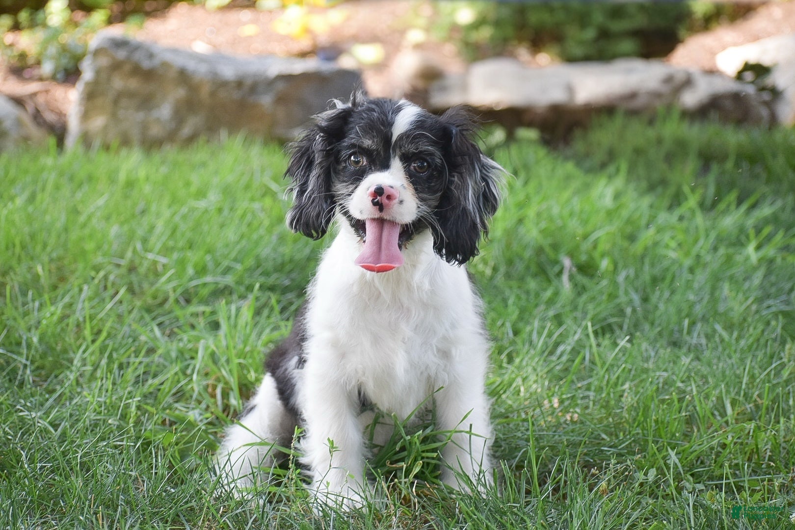 Pure White Cavalier King Charles Spaniel Black White Cavalier King