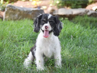 Cockalier dogs Ruby - Ad 3