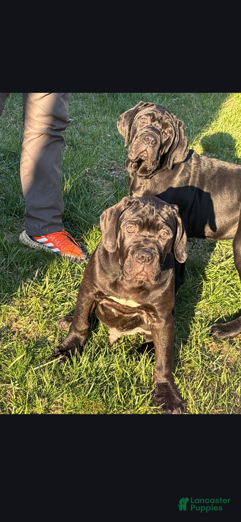 Cane Corso dogs Cane Corso Puppy 1 - Ad 1