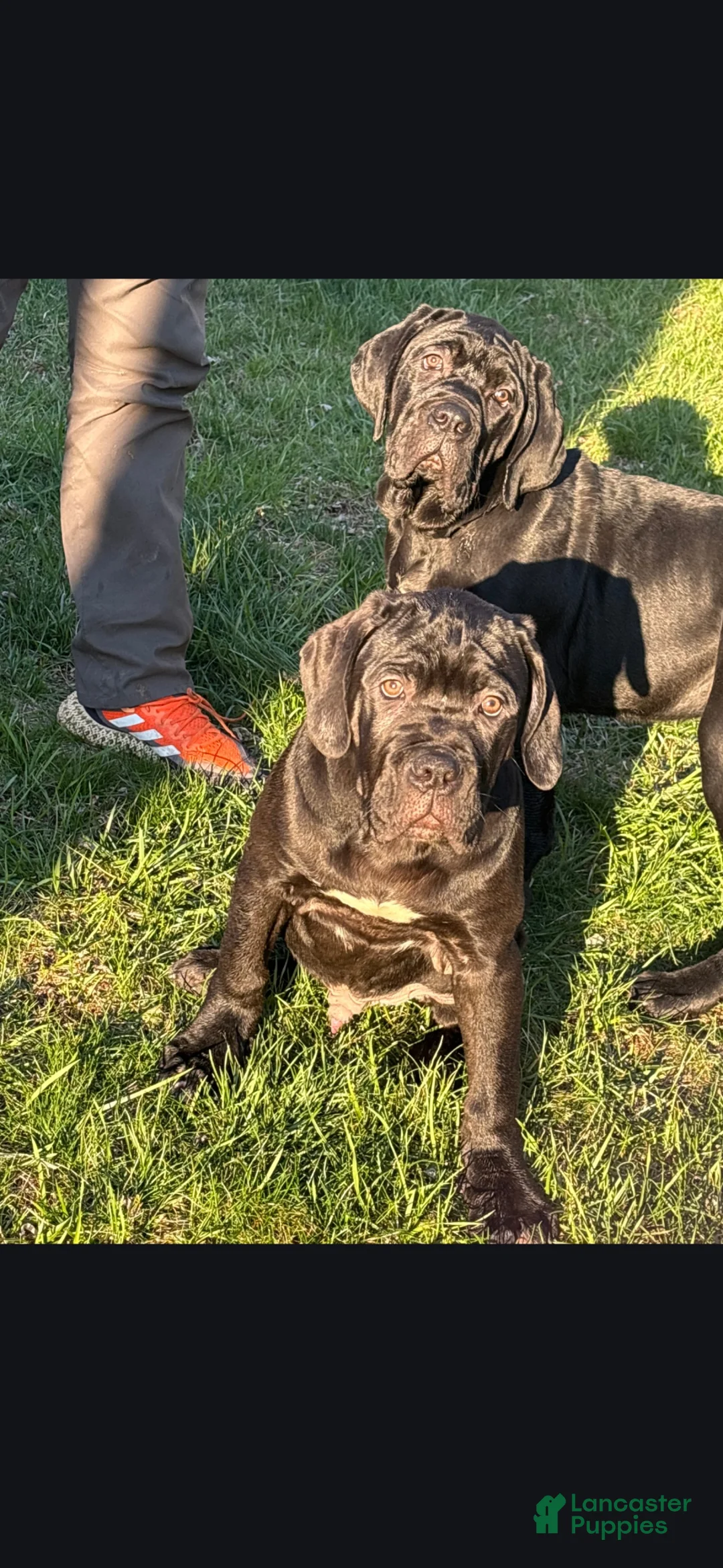 Cane Corso dogs for sale: Cane Corso Puppy 1 - Ad 2