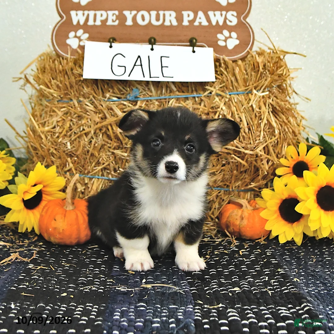 Welsh Corgi Pembroke dogs for sale: Gale - Ad 2