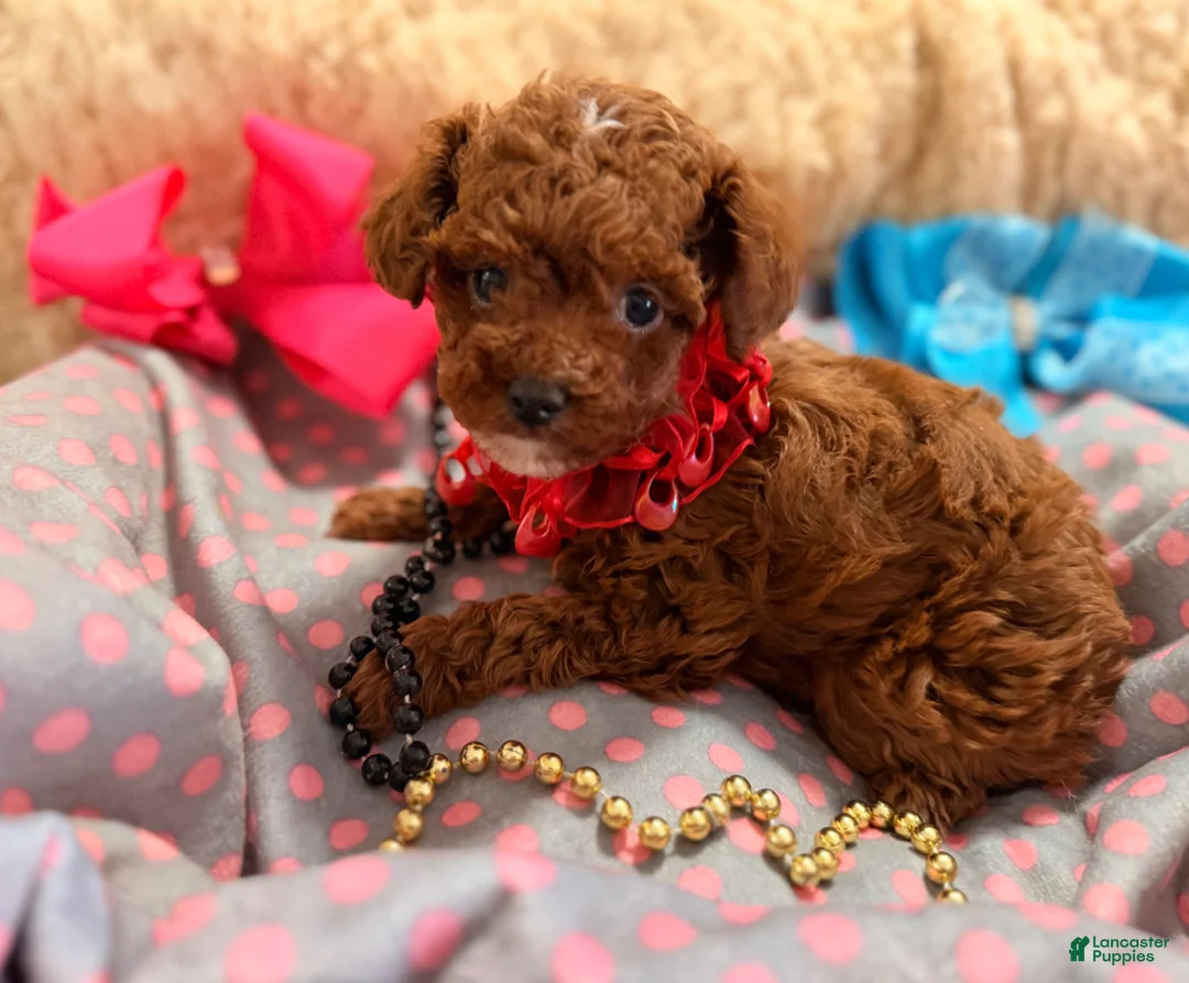 Toy Poodle dogs for sale: Toy Poodle Puppy 1 - Ad 2